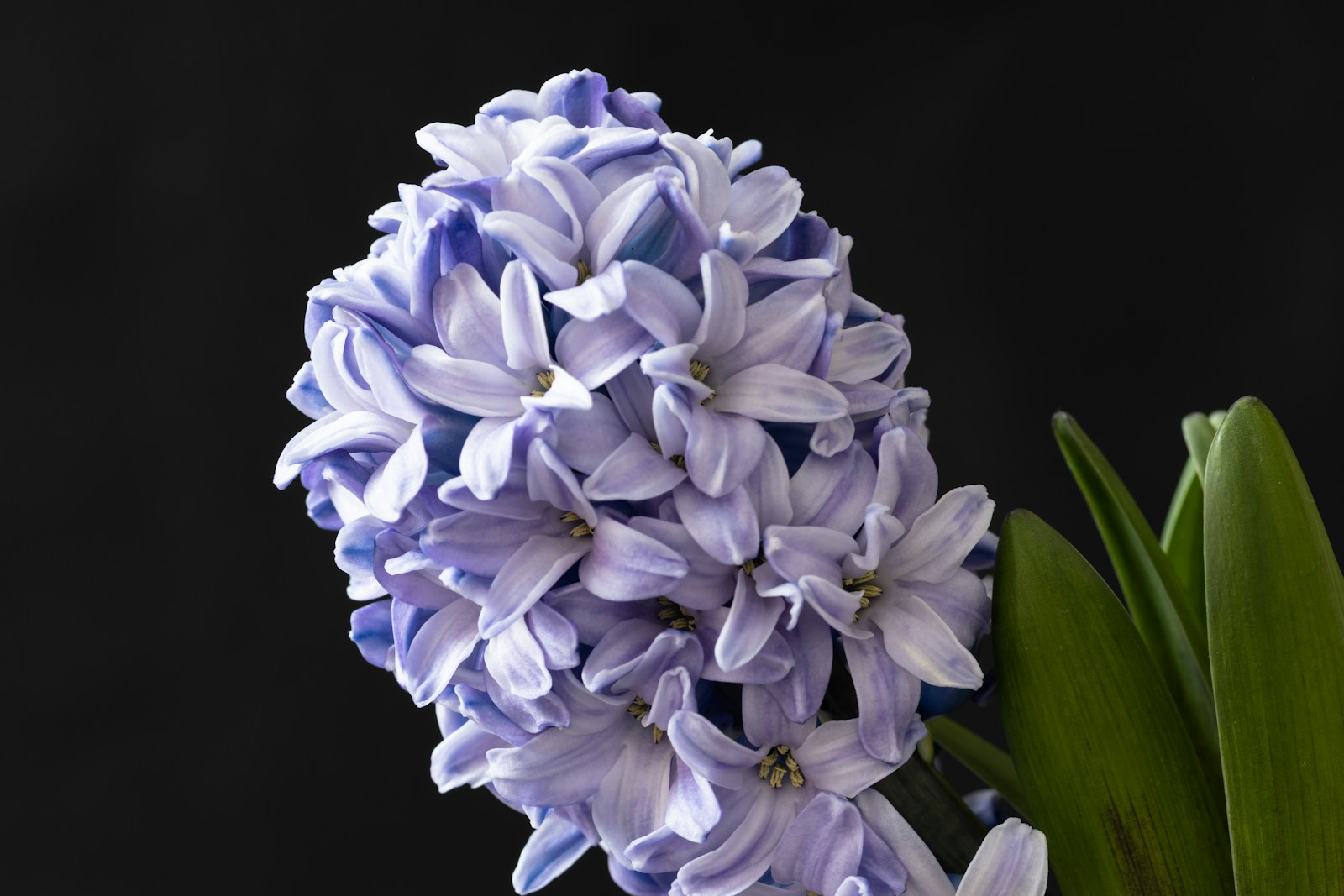 a close up of a bunch of purple flowers